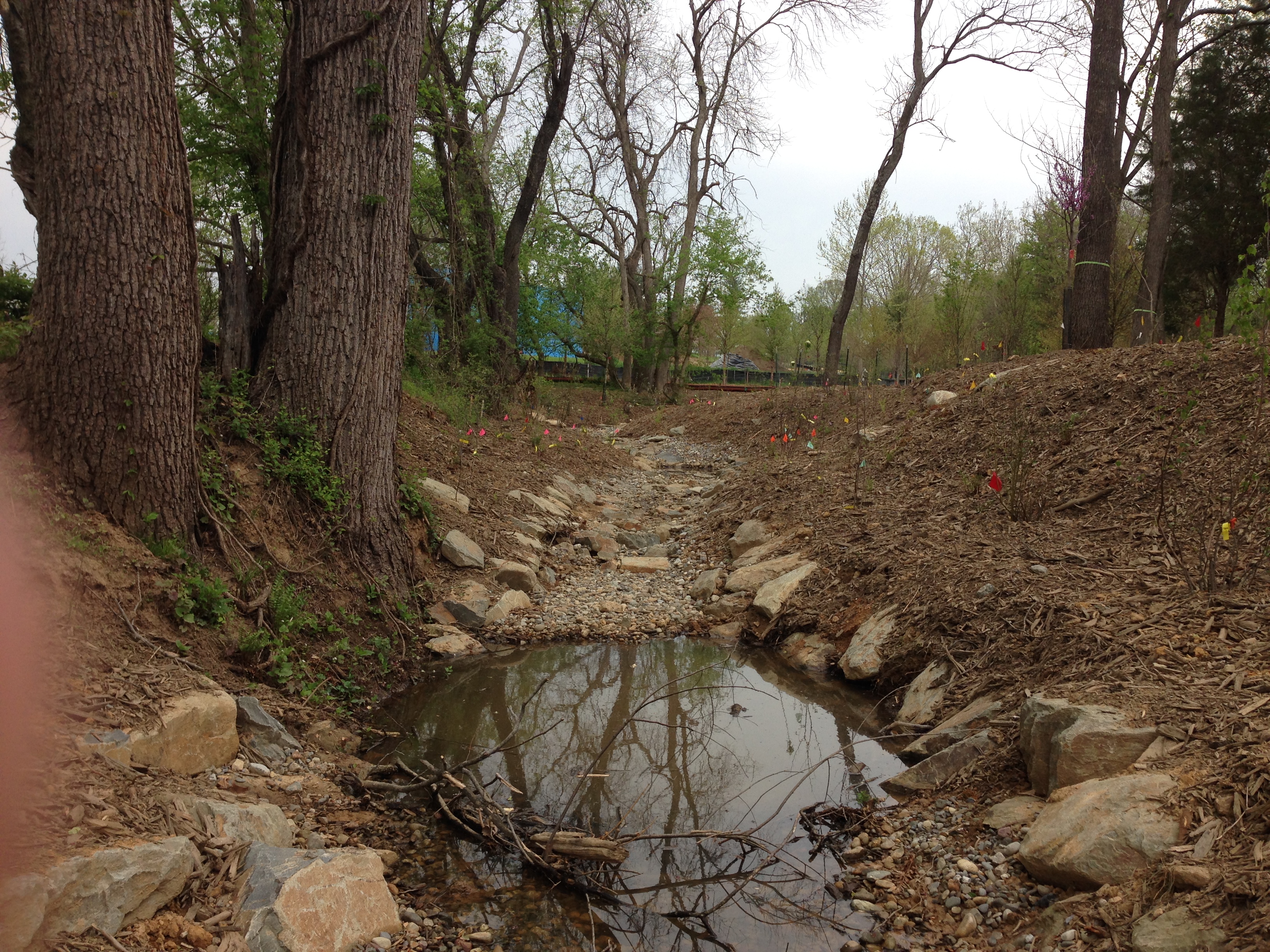 Field photo showing stream conditions at site PRMO-004-X-2016_midpoint looking upstream